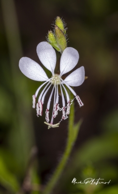 White Gaura Wildflower April 2020